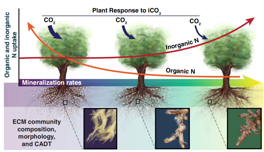 外生菌根对有机氮的获取调节了温带优势树种的CO2施肥响应