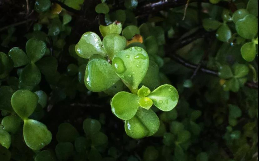 检测方法：如何通过考马斯亮蓝染色法测定植物可溶性蛋白