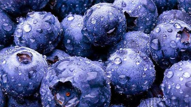 黑科技：从蓝莓中提取染发剂，花色素苷派上新用场