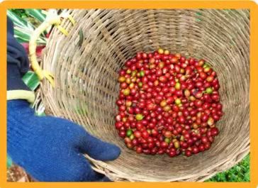 广州商务：正式宣告！老挝精品咖啡以广州为推广首站，开拓中国市场（转载）