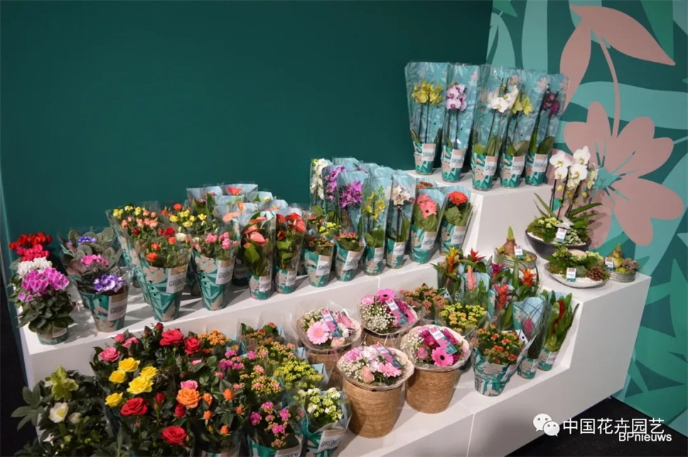 海量图片（60张）带你亲临荷兰国际花卉园艺展（IFTF）疫情后首秀 | 每周国际花讯