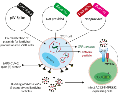 SARS-CoV-2 Spike假型慢病毒感染-pLV-Spike质粒