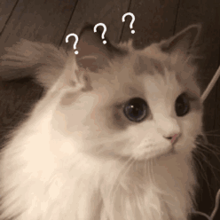 什么？你家猫咪居然把你当小弟了