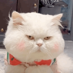 什么？你家猫咪居然把你当小弟了