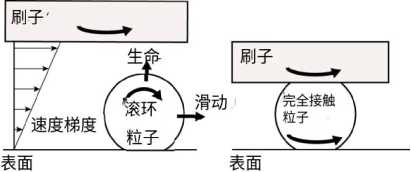 PVA 刷擦洗