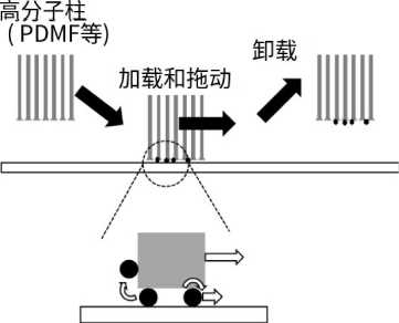 PVA 刷擦洗