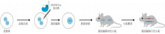 基因修饰动物模型市场全产业链发展趋势研究及投资战略可行性评估预测咨询