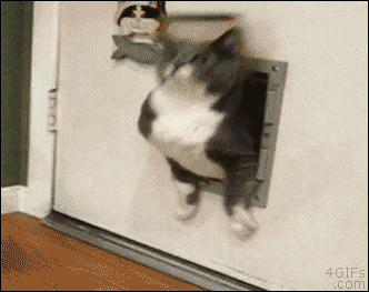 过冬了，警惕小猪咪出没！