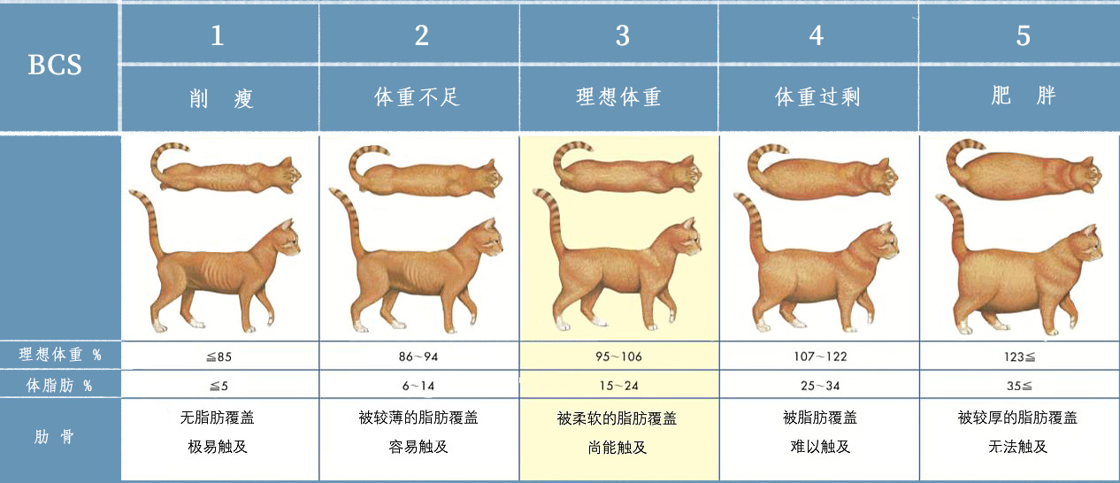 过冬了，警惕小猪咪出没！