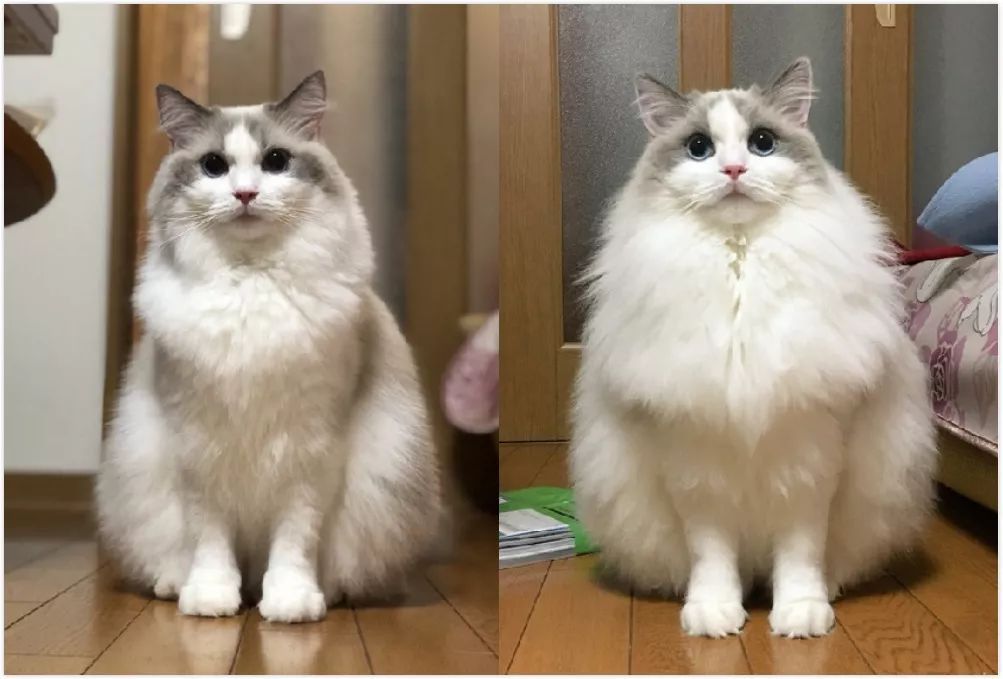 过冬了，警惕小猪咪出没！