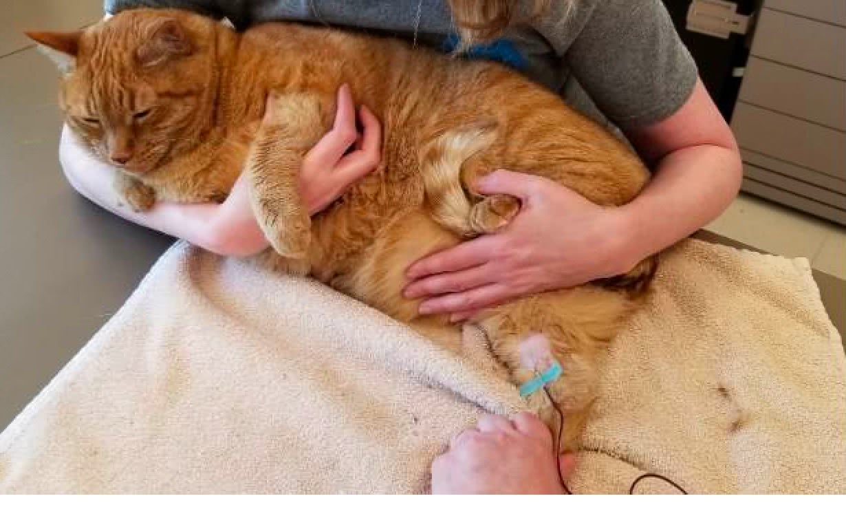 过冬了，警惕小猪咪出没！