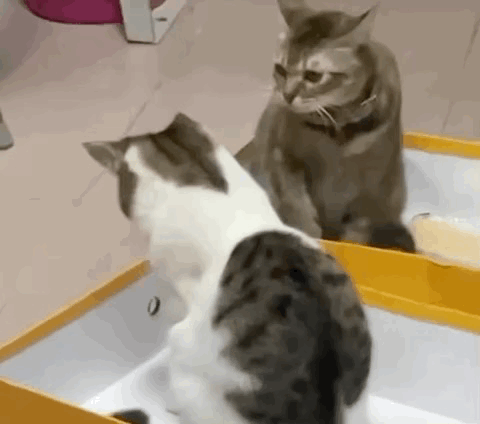 过冬了，警惕小猪咪出没！