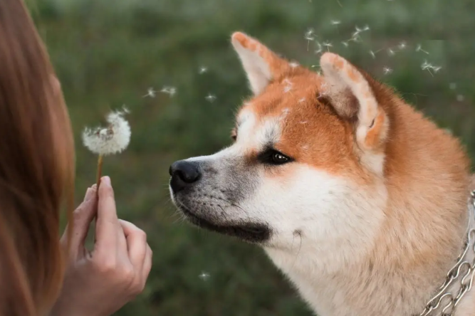 它不是你生命的过客，你是它的一生的依托