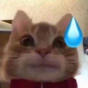 猫丢了怎么找，你还信玄学吗？