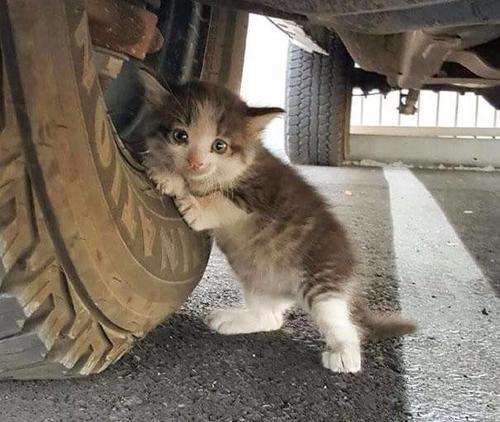 猫丢了怎么找，你还信玄学吗？