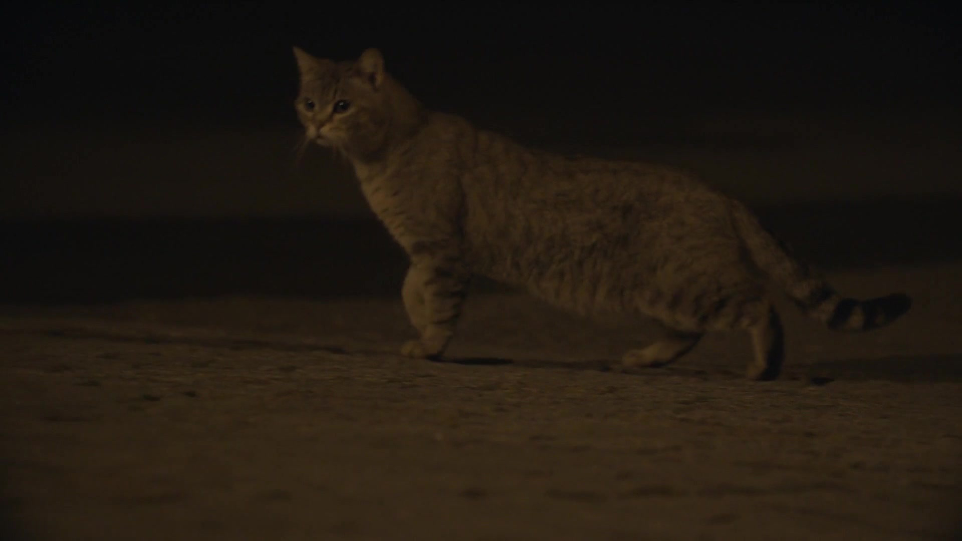 猫丢了怎么找，你还信玄学吗？