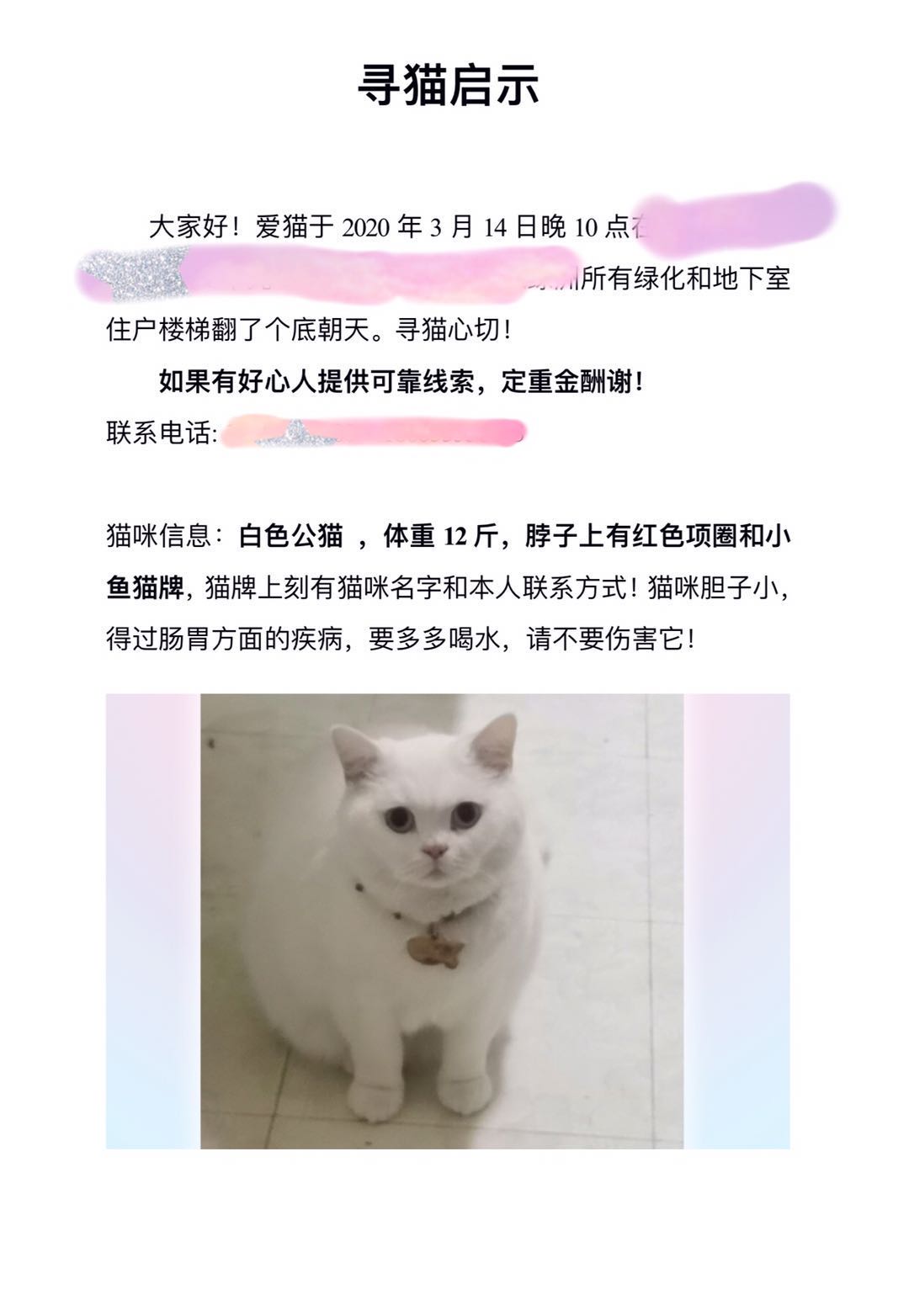 猫丢了怎么找，你还信玄学吗？