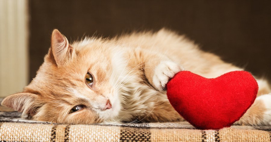 猫丢了怎么找，你还信玄学吗？
