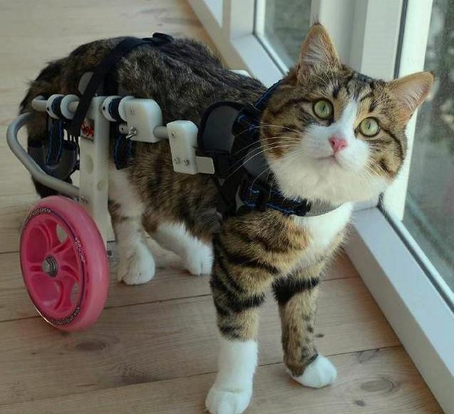 如何照顾双目失明的小猫咪？