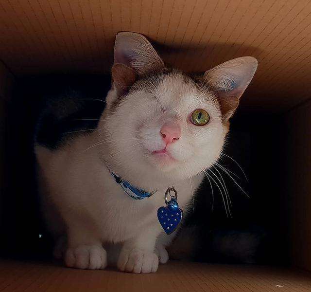 如何照顾双目失明的小猫咪？