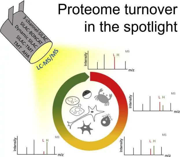 聚焦蛋白质组更新（Proteome Turnover）丨方法、应用、观点