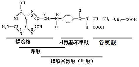 拜谱产品丨新视角·叶酸类代谢物检测-靶向绝对定量 拜谱产品丨新视角·叶酸类代谢物检测-靶向绝对定量