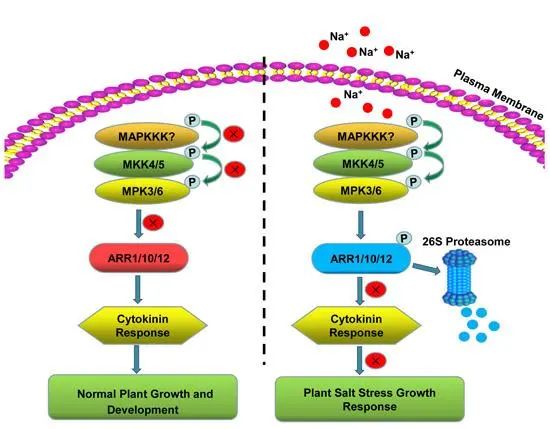 客户文章IF8.81丨一种新的调节机制，盐胁迫通过调节细胞分裂素信号抑制植物生长