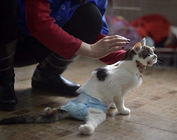 瘸腿的猫还能养吗？
