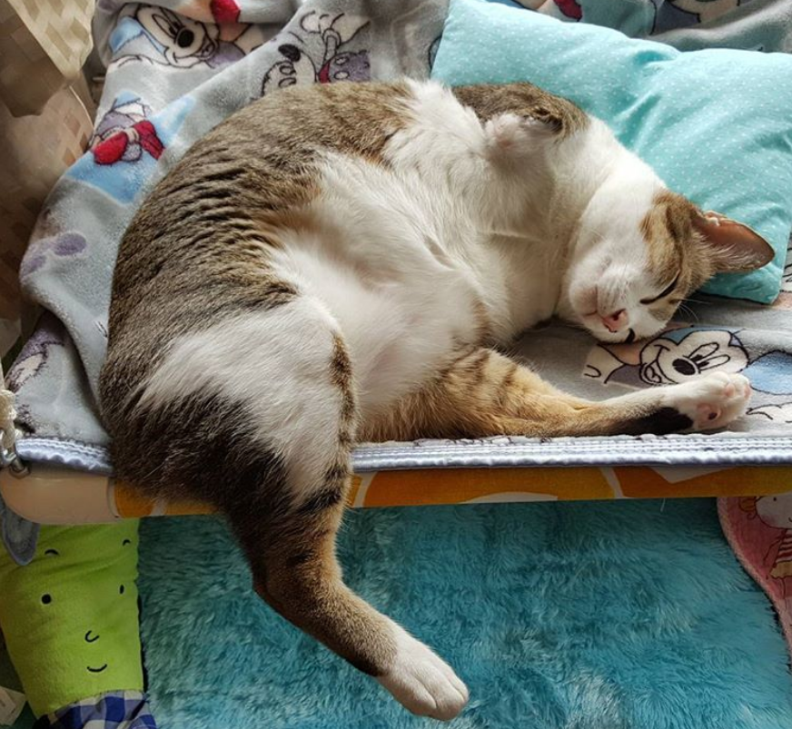 瘸腿的猫还能养吗？