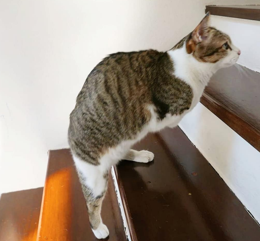 瘸腿的猫还能养吗？