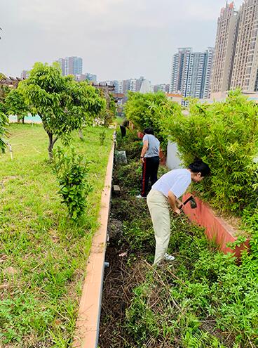 我为群众办实事 ——楼顶花园绿化护理