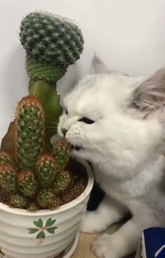 猫咪的猎奇食谱，你别猜