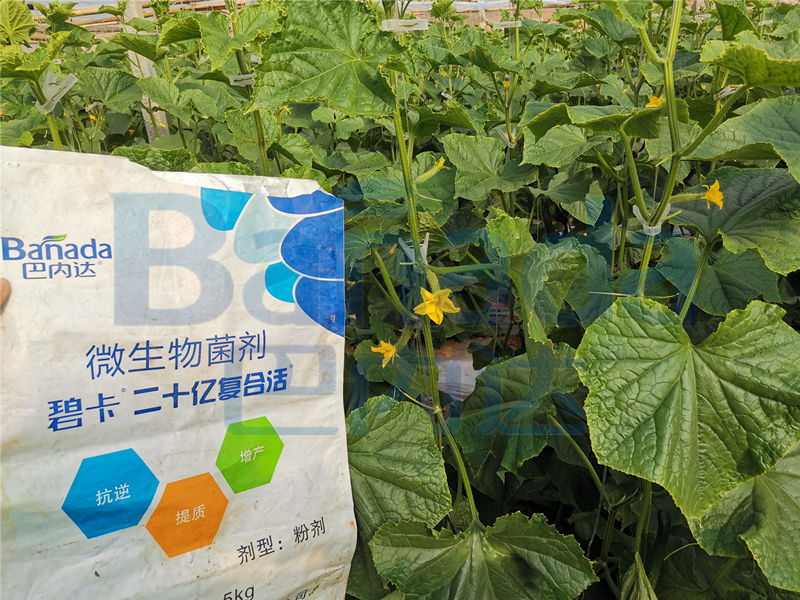 黄瓜开花期用什么肥料