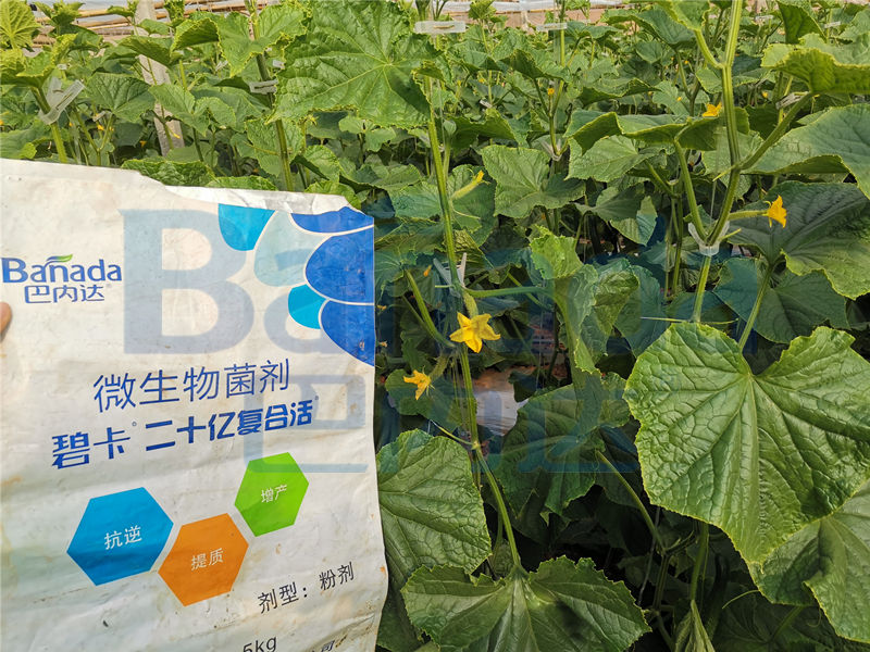 黃瓜開花期用什么肥料