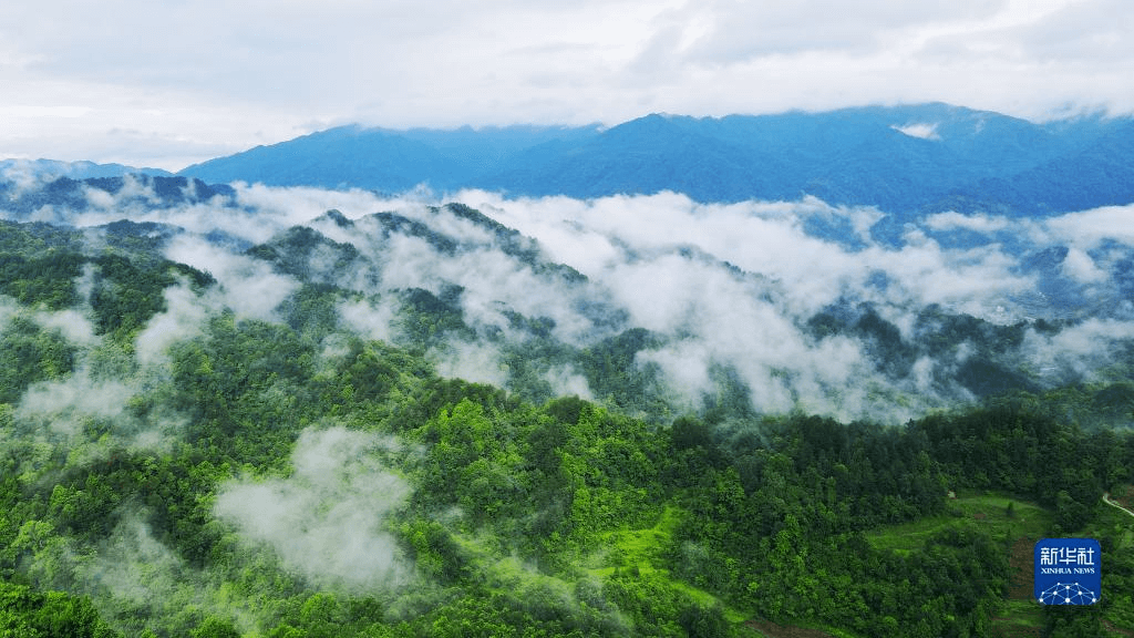 六中全会精神在基层|保护与发展实现共赢——贵州佛顶山探访记 六中全会精神在基层|保护与发展实现共赢——贵州佛顶山探访记