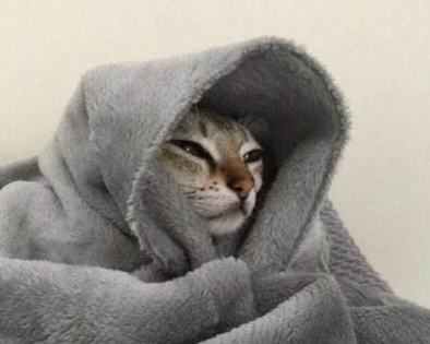 猫咪也会有血友病？