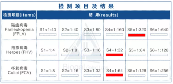 猫疱疹病毒，终身携带？！