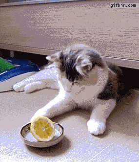 猫咪尝不到甜味？为什么还要抢我的蛋糕吃！