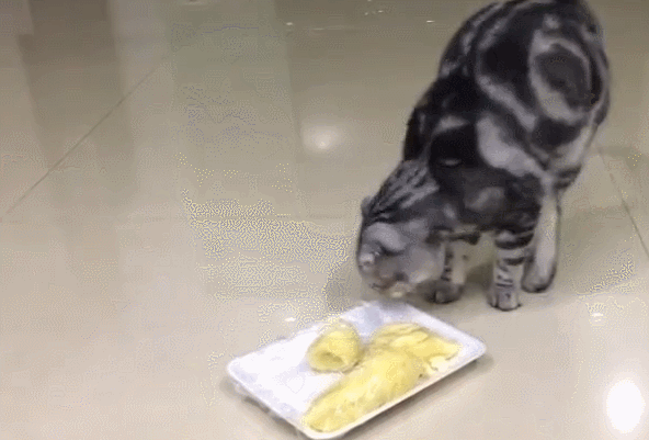 猫咪尝不到甜味？为什么还要抢我的蛋糕吃！