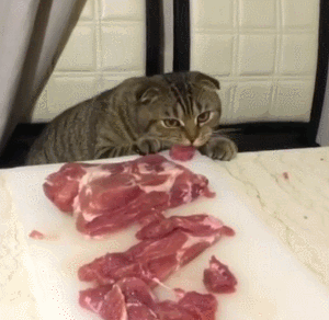 猫咪尝不到甜味？为什么还要抢我的蛋糕吃！