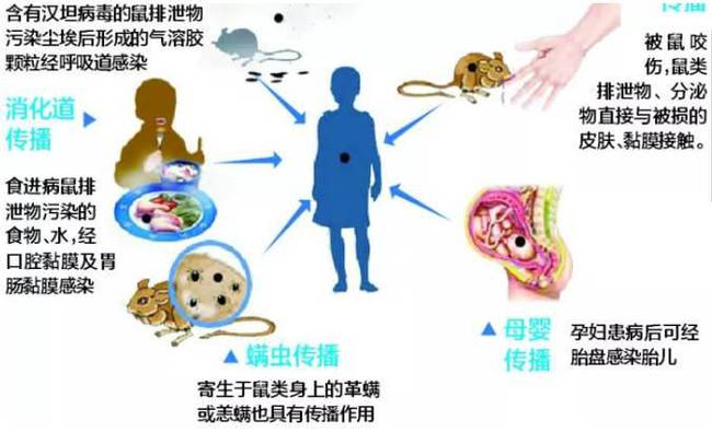 防范出血热，防鼠灭鼠是关键