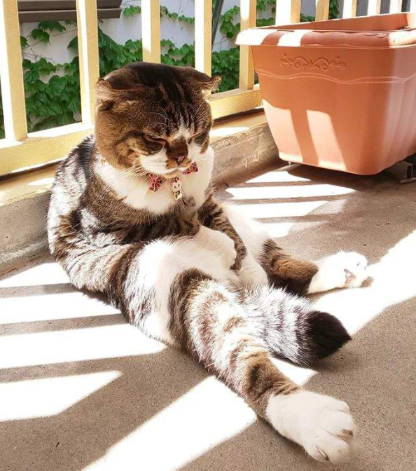 白猫和黑猫，哪只更容易“烤糊” ？