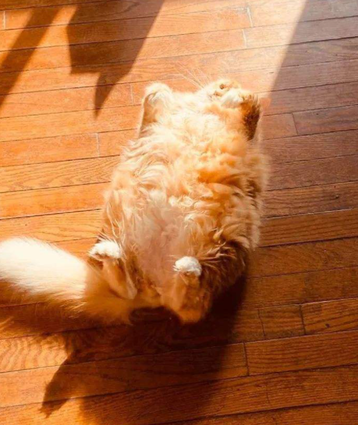 白猫和黑猫，哪只更容易“烤糊” ？
