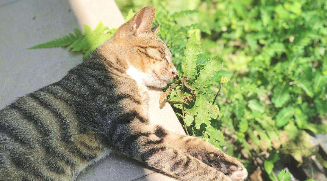 白猫和黑猫，哪只更容易“烤糊” ？