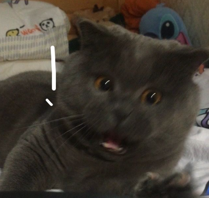 猫咪也会有血友病？