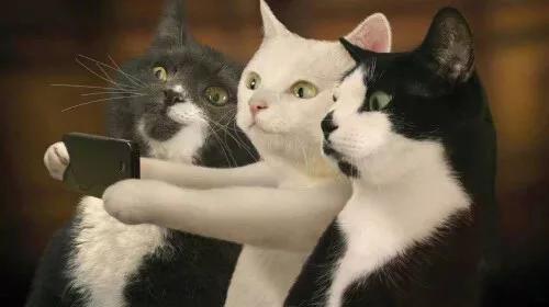 猫咪也会有血友病？
