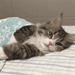 千万不要和猫一起睡觉，否则你半夜会被....