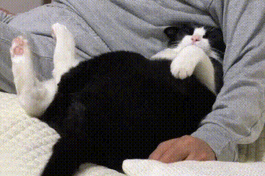 千万不要和猫一起睡觉，否则你半夜会被....