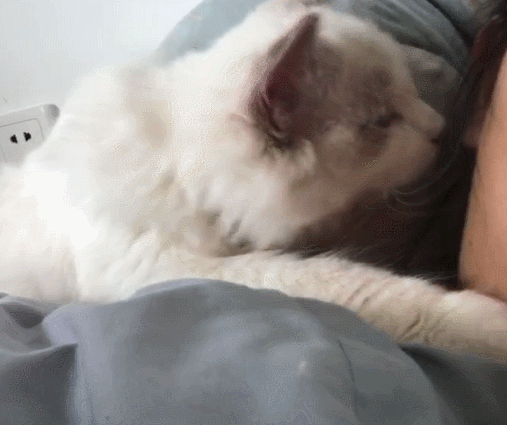 拥有一只黏人的小猫咪到底是啥体验？