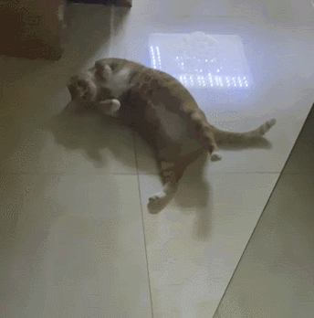 拥有一只黏人的小猫咪到底是啥体验？